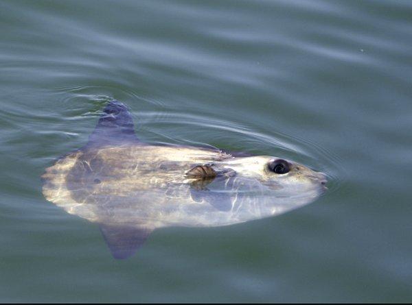 7. Araştırmacılar, bilinen ilk sıcak kanlı balığı buldukları açıkladılar. Opah veya aybalığı adı verilen bu balık, okyanusun derinliklerindeki soğuk ortamlarda yaşıyor.