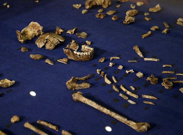 13. Güney Afrika'daki bir mağarada bulunan kemikler, insanoğlunun aile ağacının yeni bir üyesi olduğunu ortaya çıkardı.