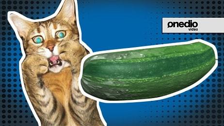 Salatalığın Gazabına Uğramış 9 Masum Kedi