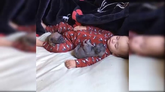 Пушистые друзья малышей - домашние животные