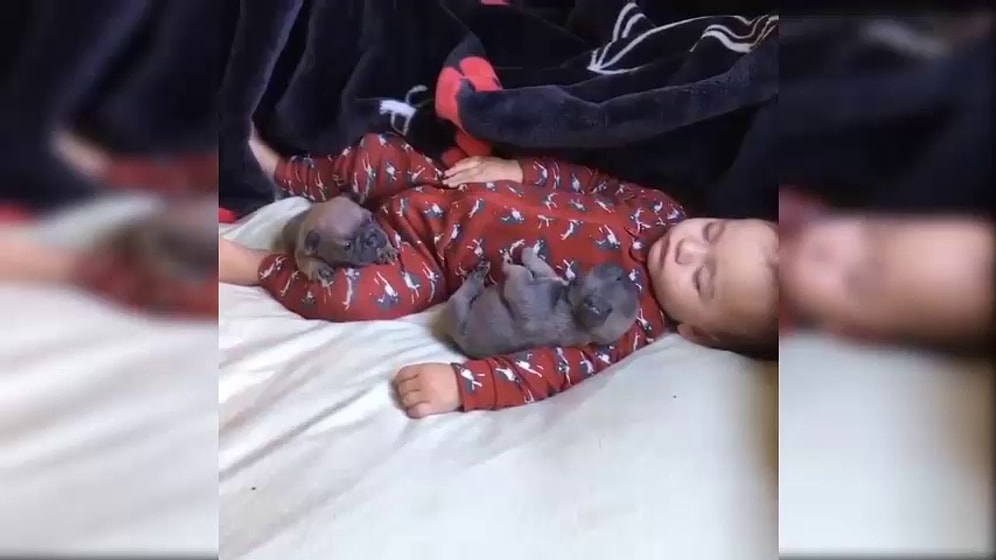 Пушистые друзья малышей - домашние животные