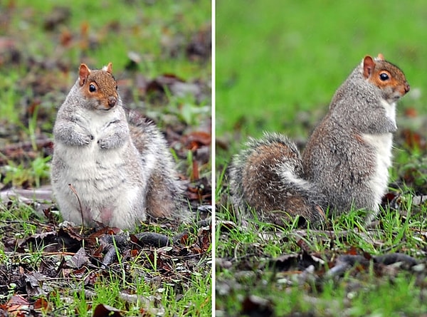 Белки, например, всем довольны.