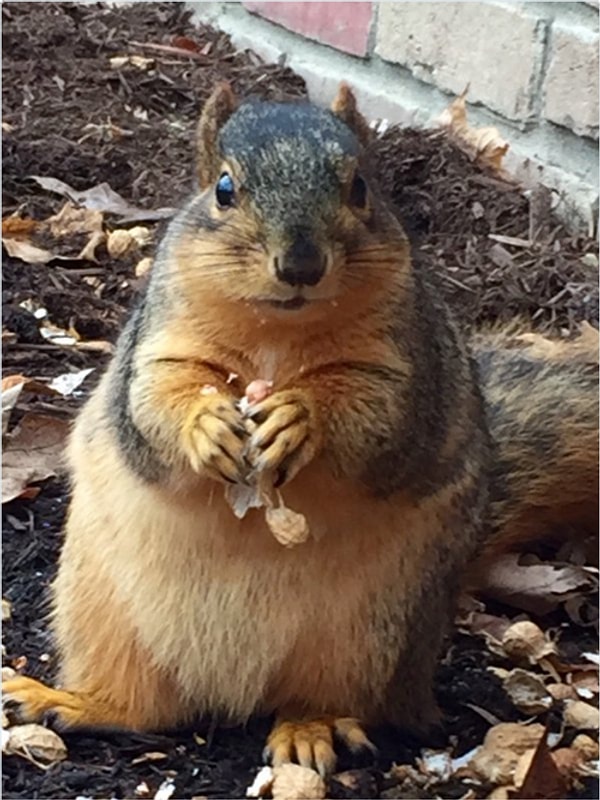 Работники леса утверждают, что количество добываемой животными пищи находится в прямой зависимости от зимних температур.