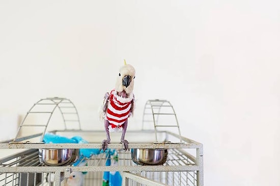 Пострадавшему от стресса какаду связали милые свитера