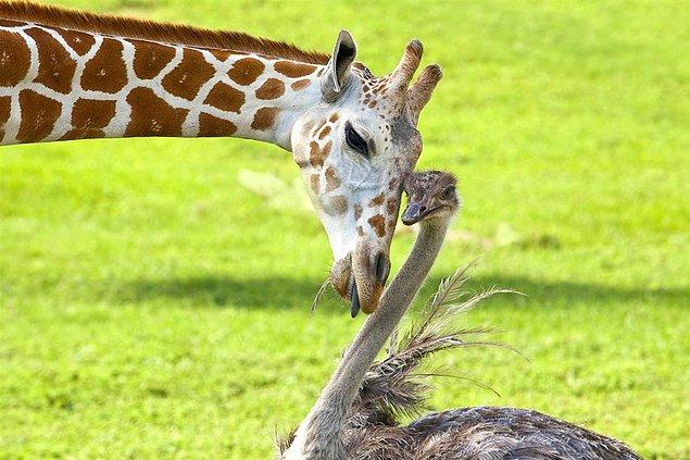 Zürafa ve Deve Kuşu