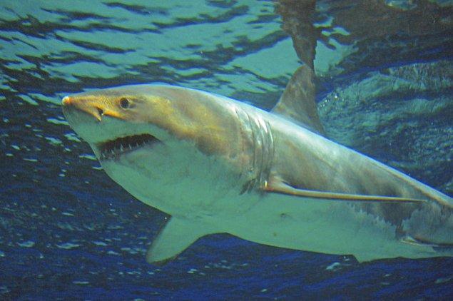 Yaklaşık 3,5 metre boyundaki büyük beyaz bir köpek balığı ise Japonya'nın güneybatısında geçtiğimiz salı günü yanlışlıkla yakalandı.