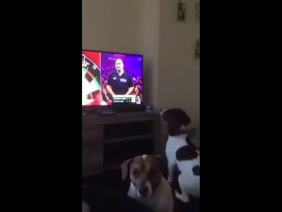 Собака ловит дротики людей, играющих в дартс по телевизору