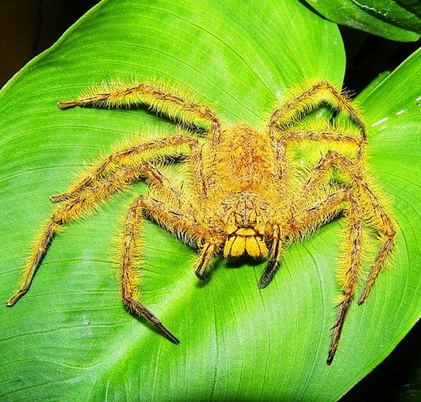 15. 2009 yılında Malezya'da keşfedilen bir örümceğe adı verilmiştir.