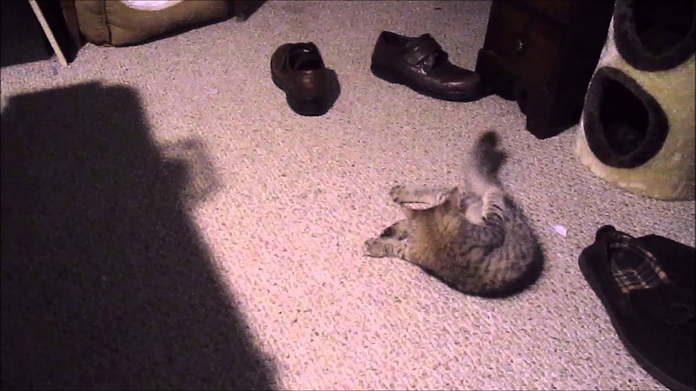 Дрессированный домашний кот беспрекословно выполняет команды хозяина!😻