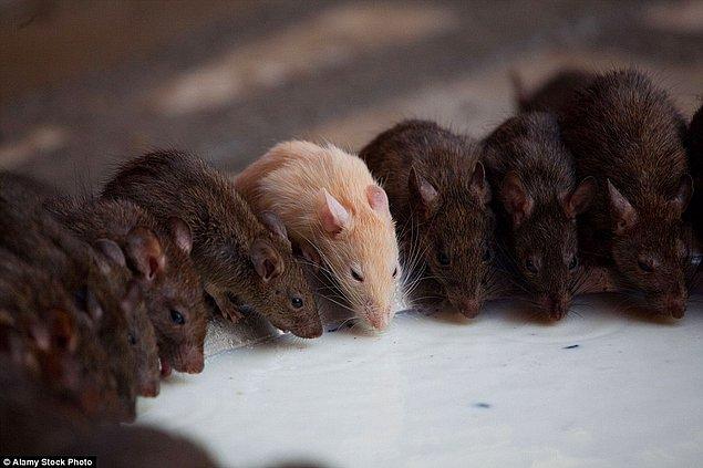 Binlerce farenin yanı sıra birkaç tane de bilhassa kutsal görülen beyaz fare var. Bu fareler Karni Mata ve dört oğlunun tecellisi olarak görülüyor.