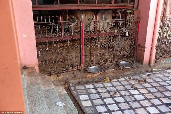 Karni Mata Tapınağı'nın kapıları yalnızca ibadet etmek isteyenlere değil, meraklı turistlere de açık.