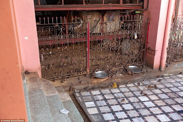 Karni Mata Tapınağı'nın kapıları yalnızca ibadet etmek isteyenlere değil, meraklı turistlere de açık.