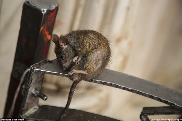 Этот храм является священным, поэтому все посетители должны внимательно смотреть под ноги. В противном случае можно наступить на крысу и лишить её жизни, что карается достаточно крупным штрафом.