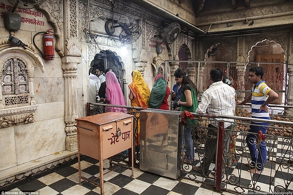 Самой страшной болезнью, связанной с крысами, является, конечно, чума. От этой болезни умерло 75 миллионов человек.