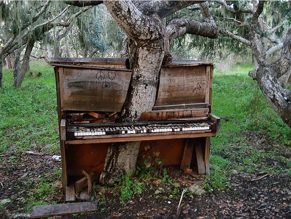 1. Piyanodaki ağaç, Kaliforniya
