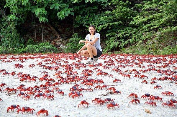 7. Avustralya'nın Christmas Adası'nda yaşayan kırmızı yengeçler, bahar ayları geldiği zaman üremek için toplu halde ormandan okyanusa doğru göç ederler.