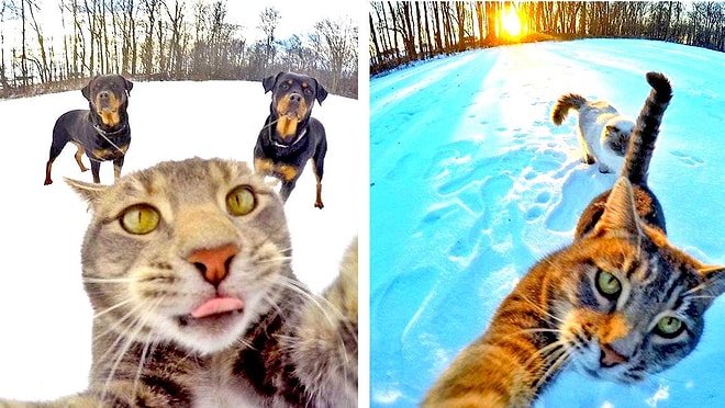 Кот, который делает селфи, прославился на весь мир