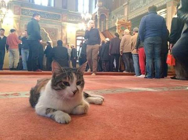 Genç ve hayvansever imam bu soğuk kış günlerinde caminin kapısını kedi dostlarımıza açtı.