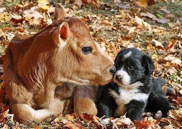 8. Sevdiğimiz hayvanlarla sömürdüğümüz hayvanlar aynı derecede değerli.