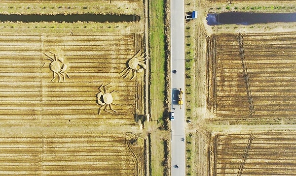 Зола саженной соломы используется фермерами в качестве удобрения. К тому же, выбирая такой "легкий путь" уборки полей, фермеры значительно уменьшают расходы на труд рабочих.