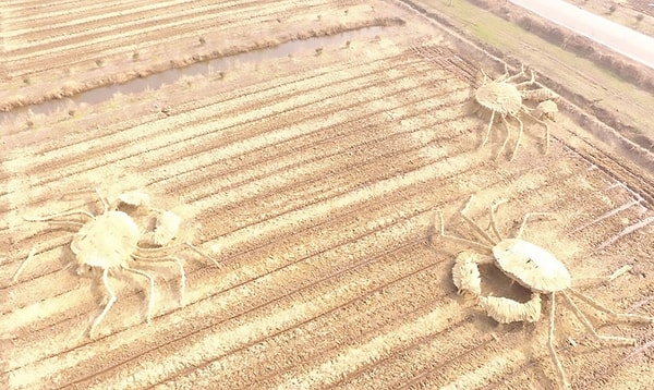 На фотографиях заметно, что созданные соломенные скульптуры в несколько раз превышают размеры проезжающих мимо автомобилей.