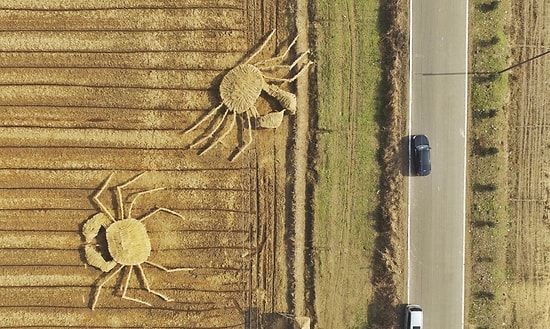 Шанхайские художники создали огромных крабов в знак протеста против загрязнения воздуха в Китае