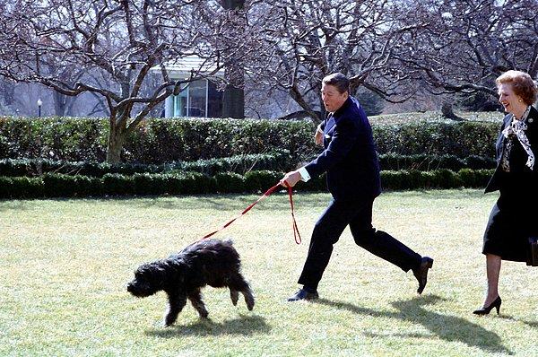 10. Başkan Reagan, köpeği "Lucky" tarafından sürüklenirken, dönemin İngiltere Başbakanı Margaret Thatcher ile birlikte. (1985)