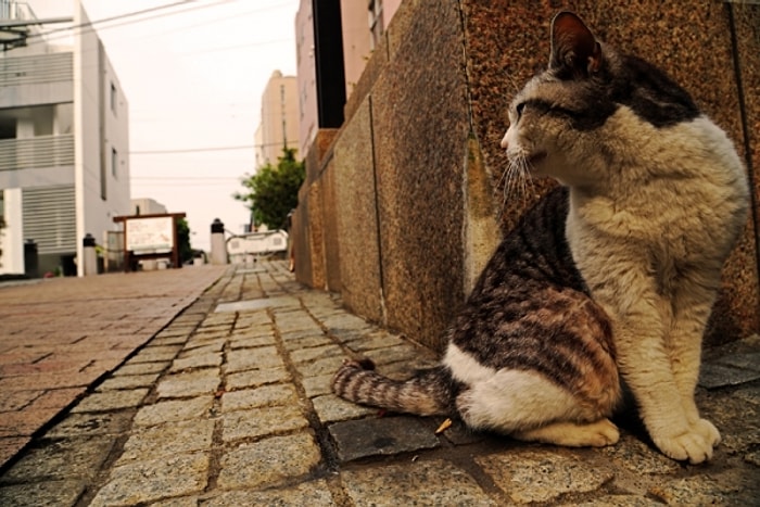 Evde Kedi Köpek Besleyenlere Çemkirmeden Evvel Bilmeniz Gereken 15 Çarpıcı Gerçek