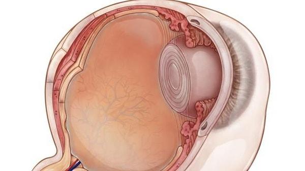 Gözün anatomisi