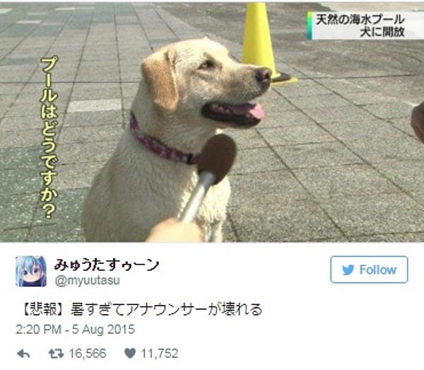 15. Перепутал собаку с ее хозяином и взял у нее интервью. Упс…