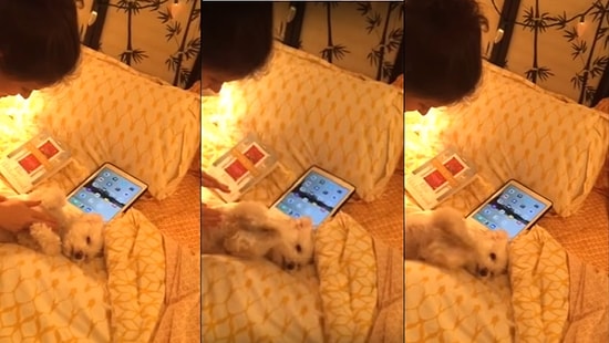 Песик хлопает в ладоши от счастья!