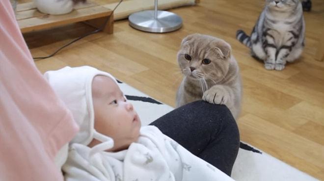 İlk Defa Bir Bebekle Karşılaşan Kedilerin Minnoş Tepkileri