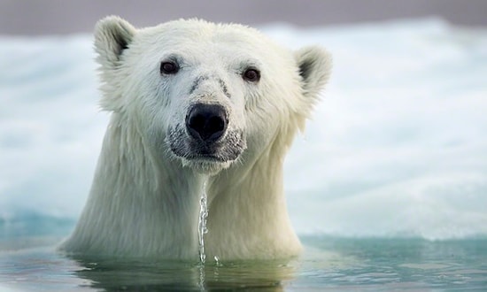 Полярные медведи в холодных водах Гудзонова залива