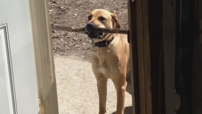 O Sopa Oradan Geçecek! Bulduğu Yeni Oyuncağını Eve Getirmek İsteyen Sevimli Labrador