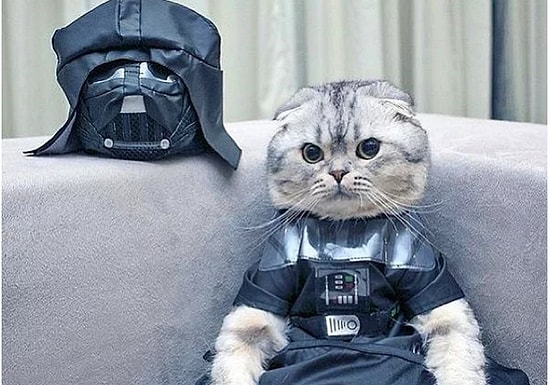 Монолог усатых: недовольные кошки в одежде