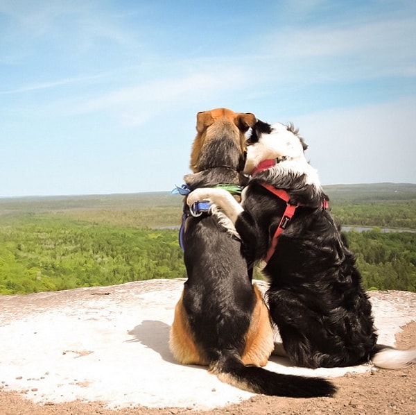 Собаки абсолютно все делают вместе и никогда не расстаются.