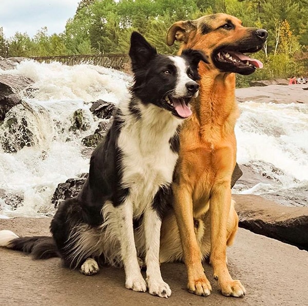 Они могут подолгу гулять на природе.