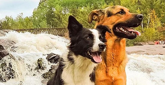 Трогательная история о дружбе собак Лотти и Гриззли растопит ваше сердце!