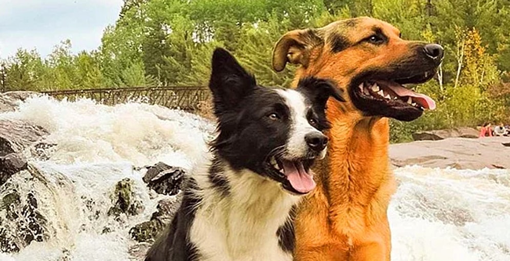 Трогательная история о дружбе собак Лотти и Гриззли растопит ваше сердце!