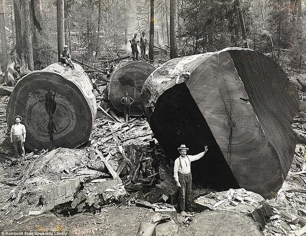 1. Kestikleri kızılçamların yanında poz veren Kaliforniyalı oduncular, 1915.