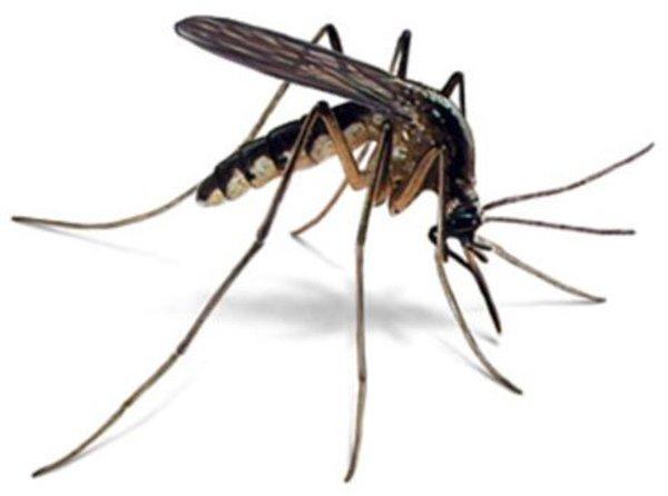 3. Sivrisineklerin 47 dişi vardır