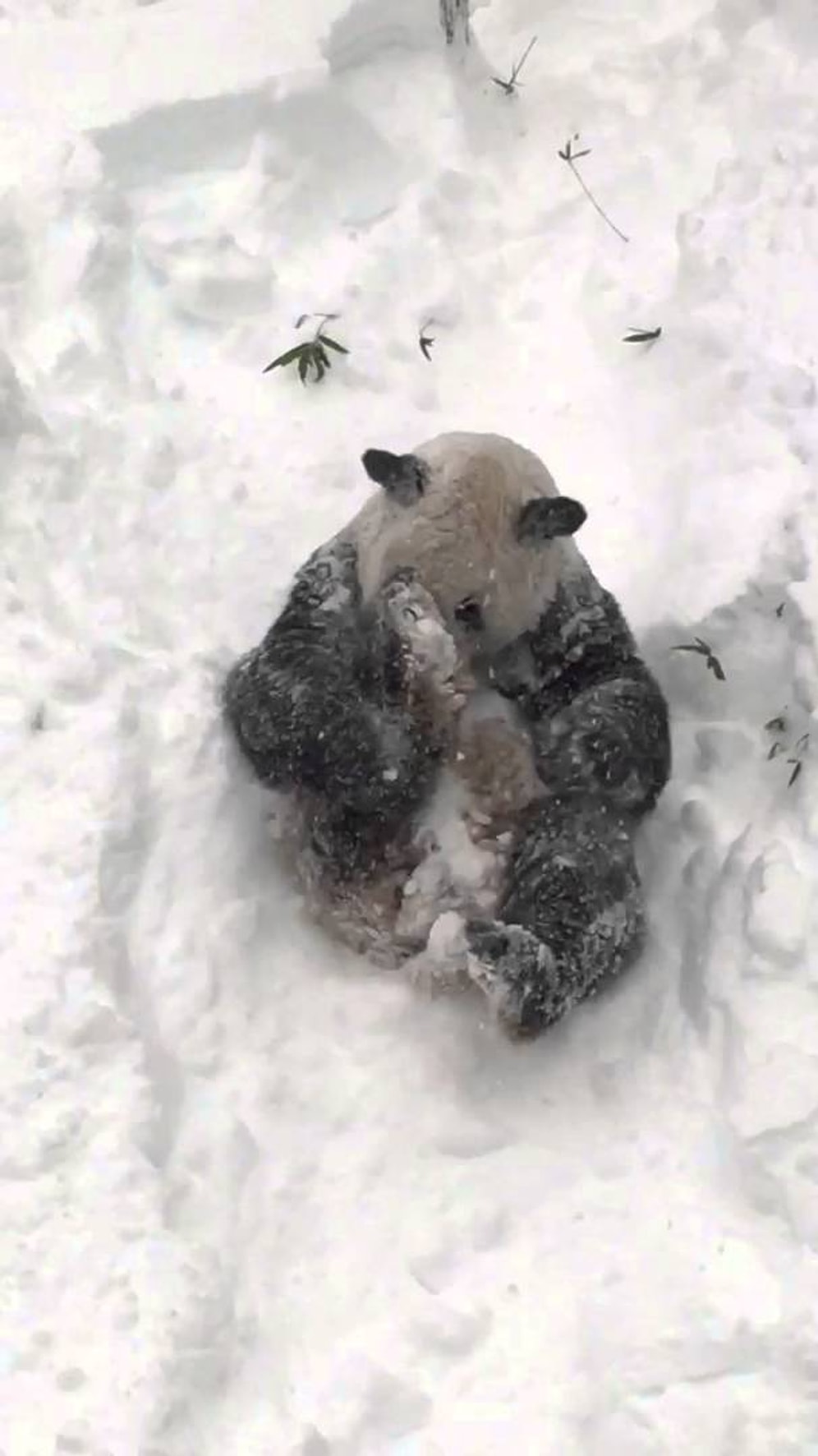 Панда радуется снегу и сугробам
