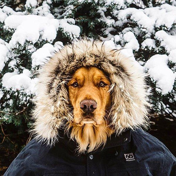 4. Kayak, trekking ve yüzme gibi pek çok spor yapan Aspen isimli köpek muhtemelen hepimizden daha çok tatil yapıyor.