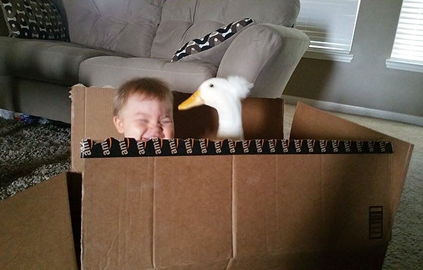 «Би мало чем отличается от собаки в своих повадках. Он спит в доме и носит подгузник во избежание неприятностей»