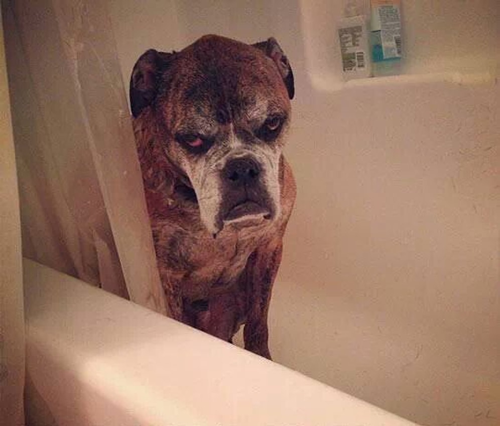 Понятно без слов : 22 животных, сумевших выразить обиду  убийственным взглядом