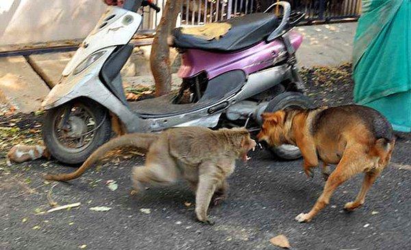 Maymunluk dersi veren Hint şebeği yavrusunu diğer köpeklerden koruyor...