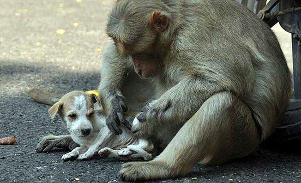 İyi kalpli maymun için minnoş köpeğin kendi yavrusundan bir farkı yok.