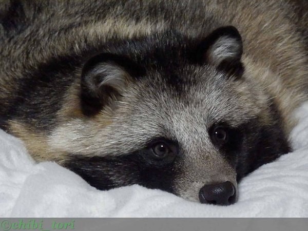 Но несмотря на то, что этих животных называют енотовидными собаками, тануки вообще не лают.