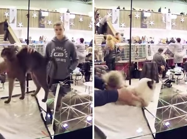 Чтобы воплотить проект в жизнь и заснять кошек снизу, у фотографа ушло 7 часов. Хозяева в это время гладили и успокаивали кошек, чтобы те не нервничали.