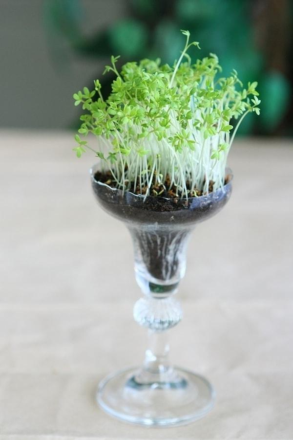 5. Minik bitkiler yetiştirmeyi seviyorsanız kadehler kullanışlı olabilir...